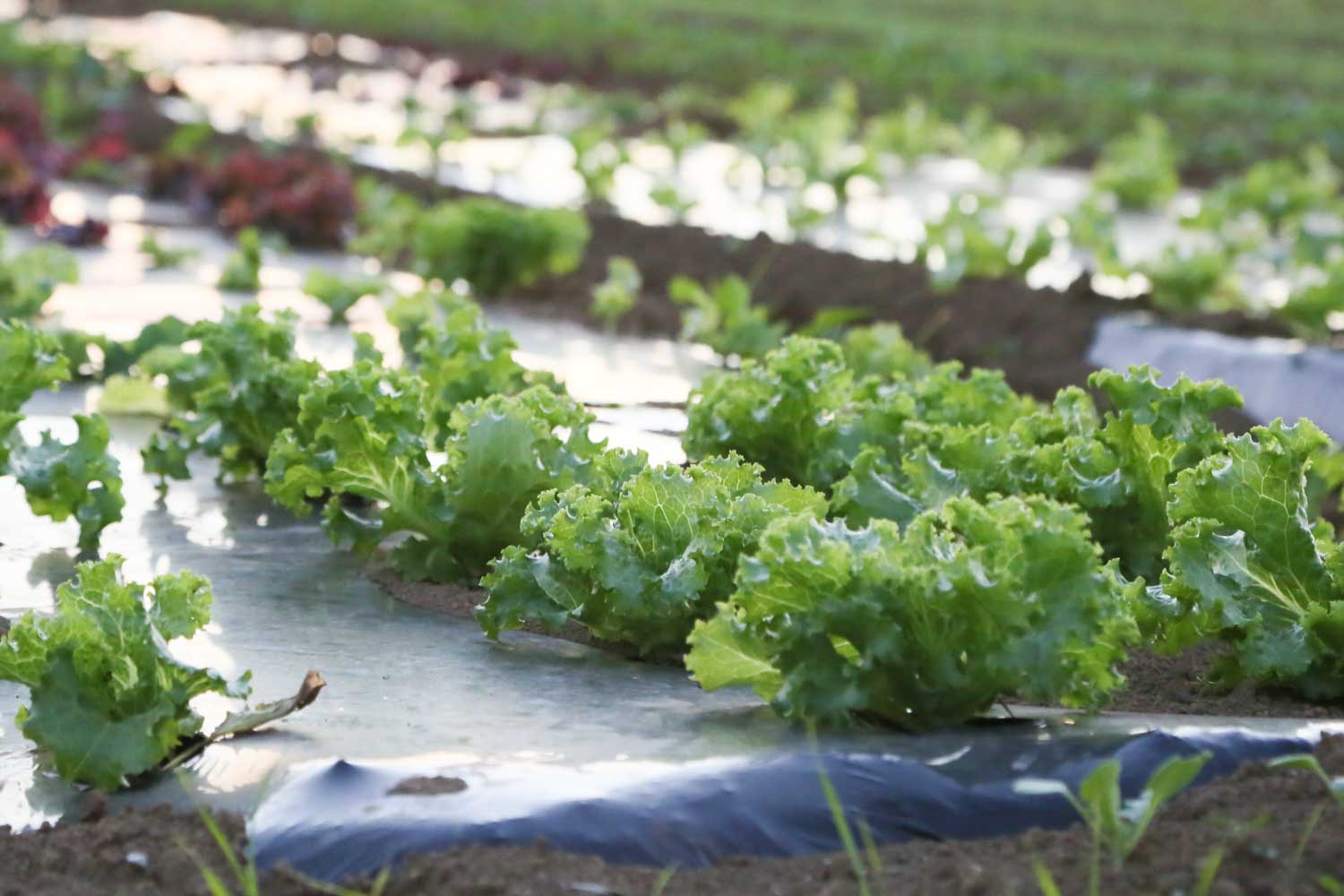 レタス畑