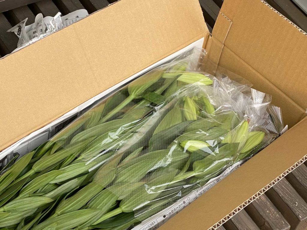 沖永良部島から届いたユリ