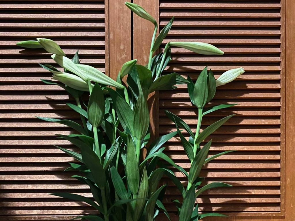 テッポウユリつぼみ