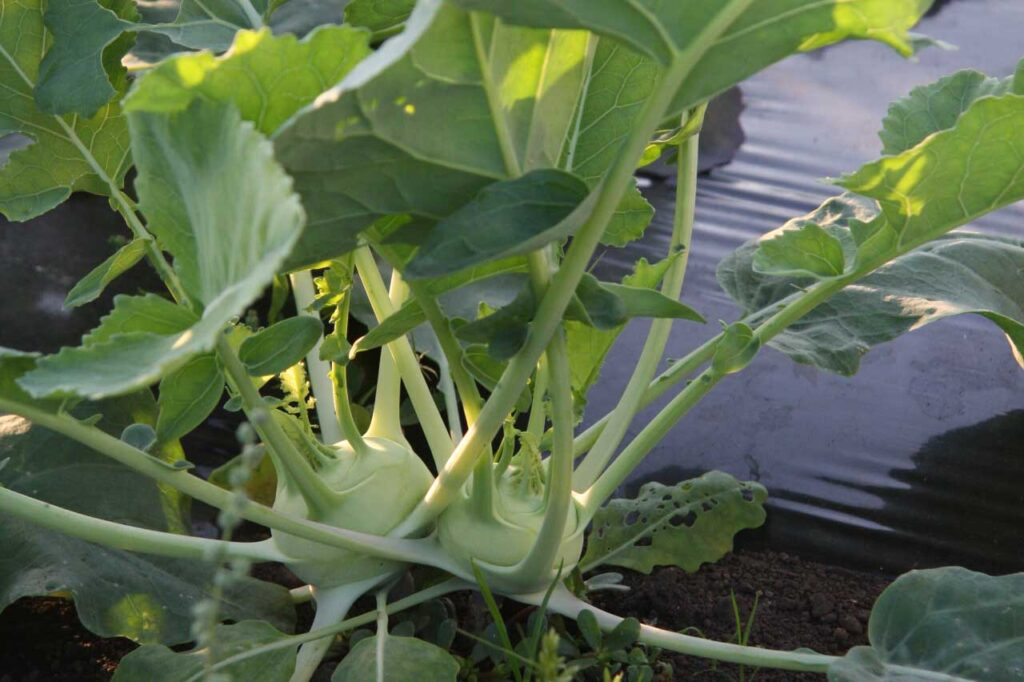 畑のコールラビ