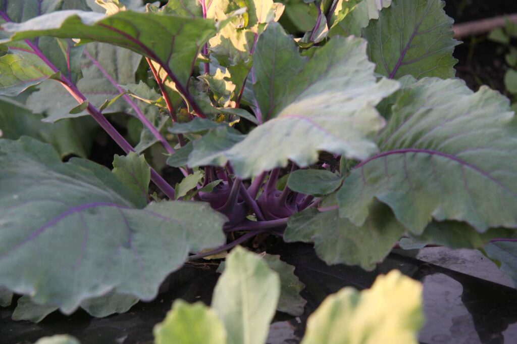 紫のコールラビ