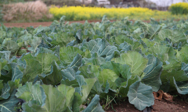 春の鎌倉野菜キャベツ畑