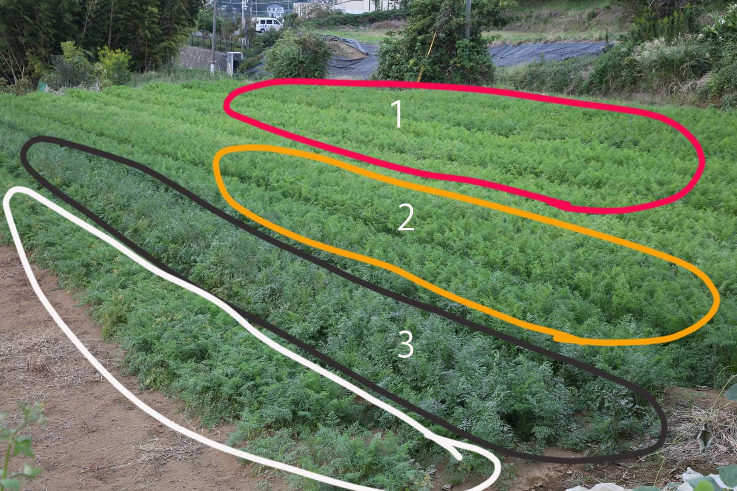 人参の葉の色違い