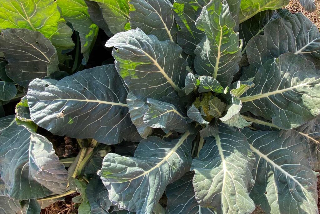 畑のロマネスコ